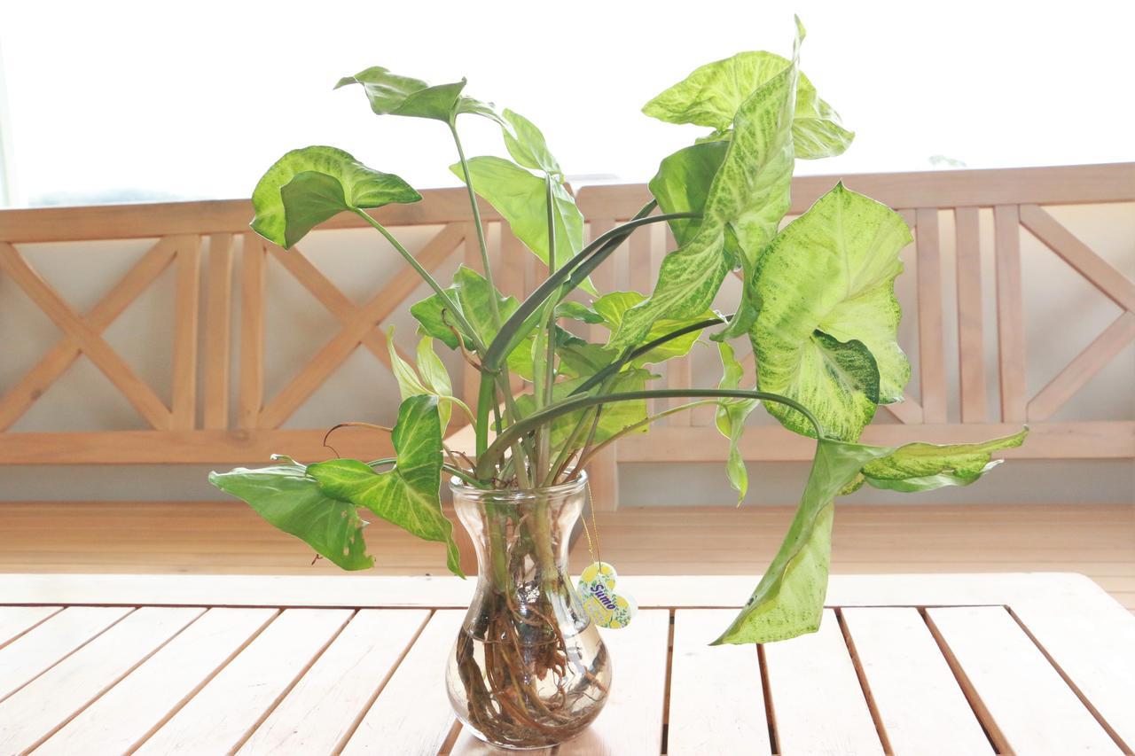 Dalat Eco Home 外观 照片